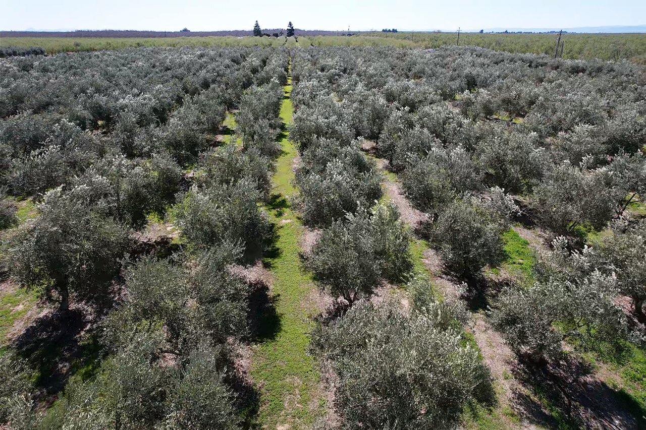 Olive Processing Plant with Olive Orchard & Residence