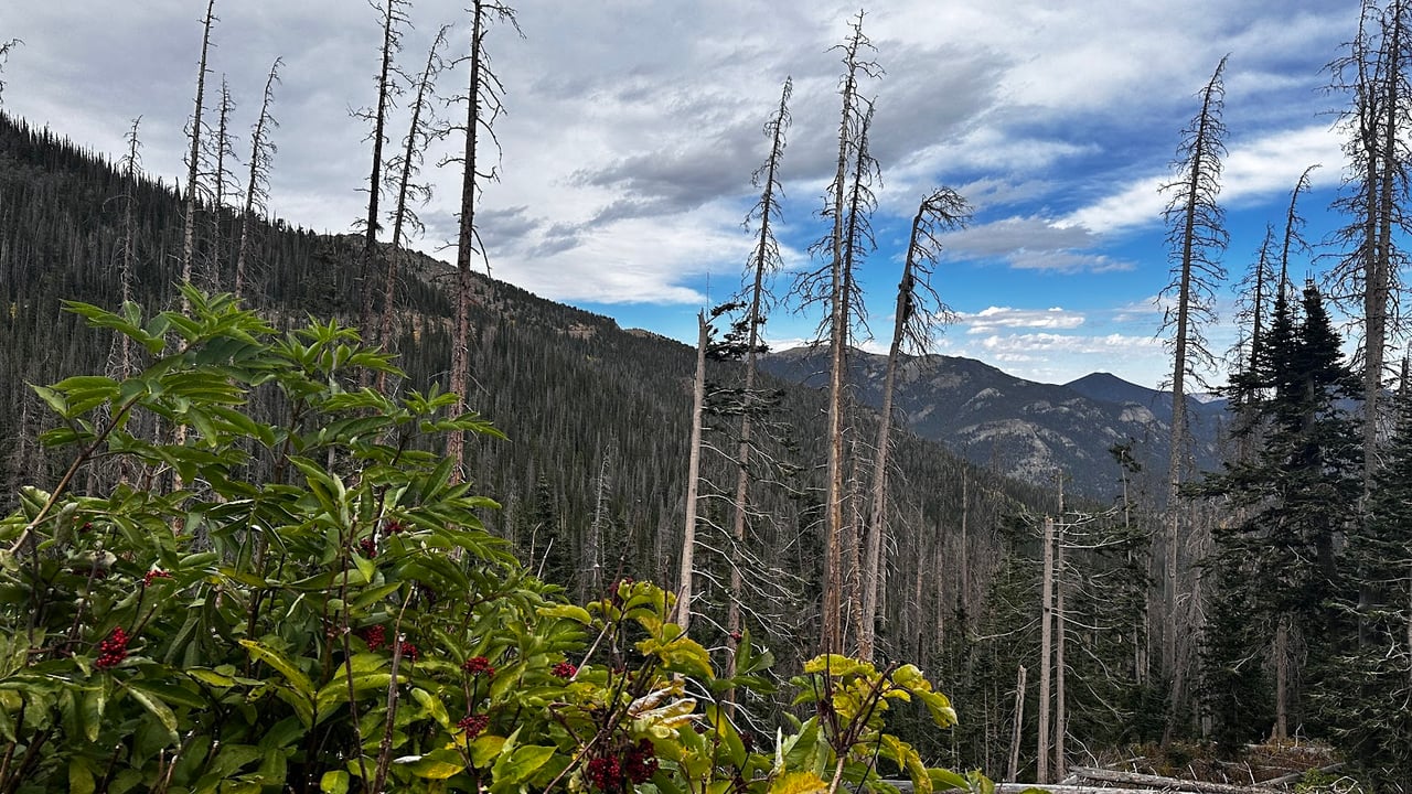 Where the Road Meets the Sky: Driving Trail Ridge Road