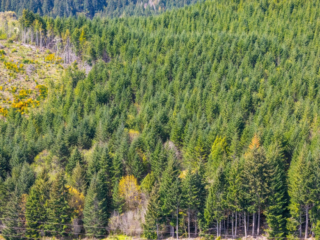 Nelson Mountain Meadows