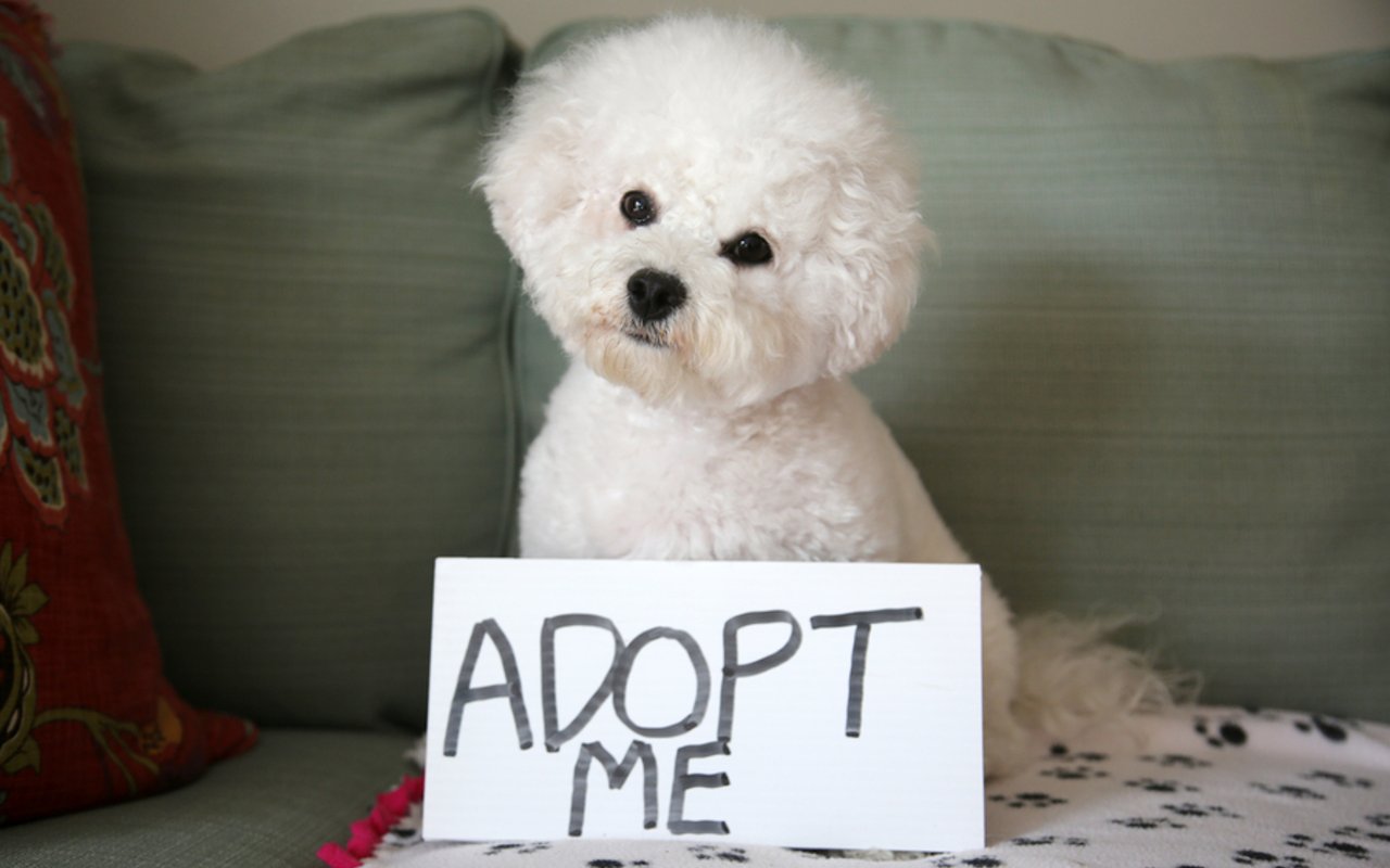 Doggidy Doo Dog Rescue