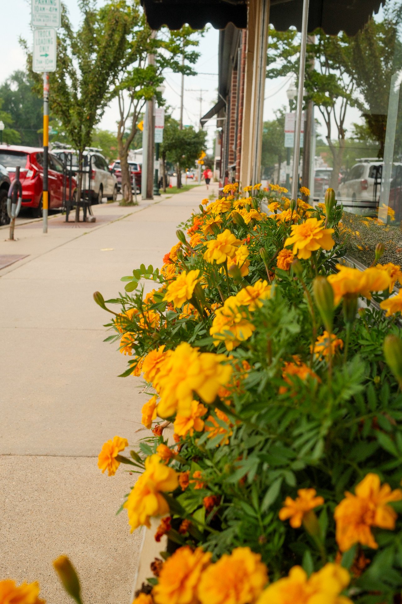 Your Ultimate Guide to Monroe Street in Madison, WI
