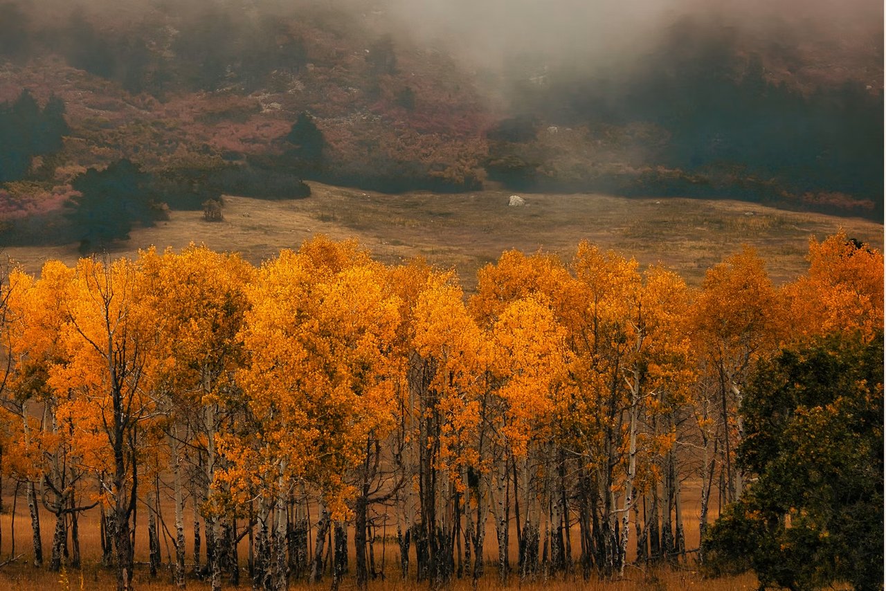 Golden autumn aspens frame an open meadow beneath a cloud-covered mountain slope.