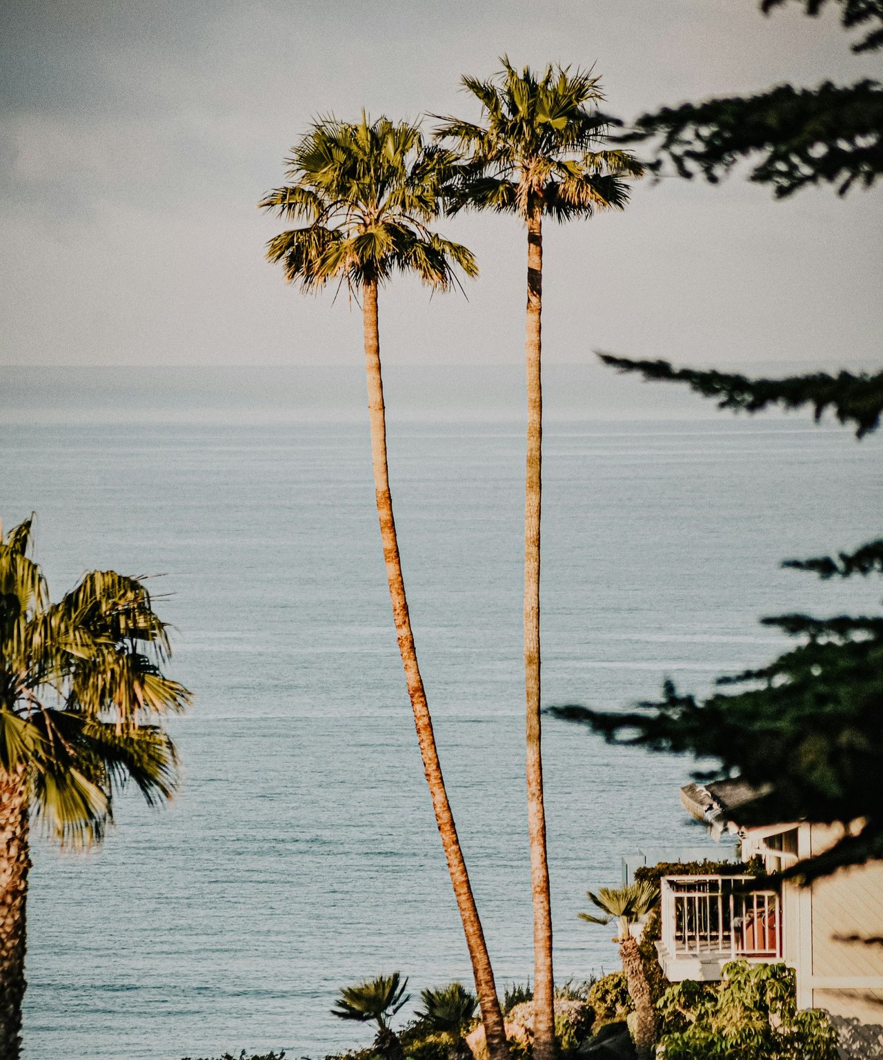 Oceanfront view framed by two tall palms, with a home along the shoreline.
