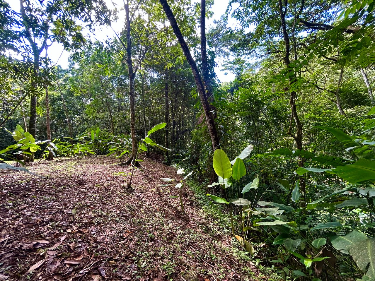 Selva Vista Estate – 5.9 Acres of Wild Beauty