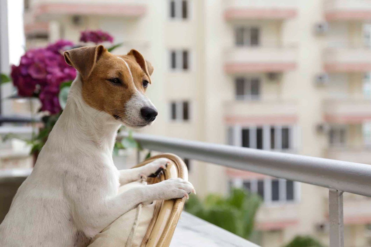 Dogs Howling in Your Apartment Complex?