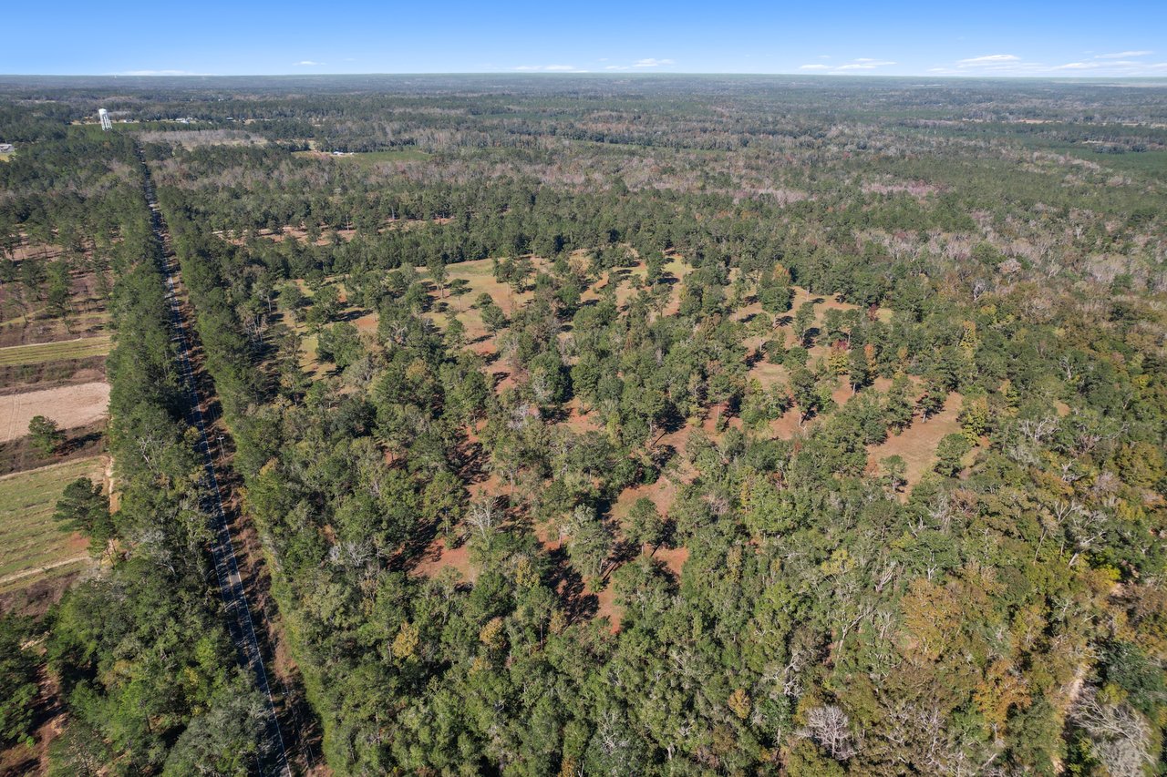 Aerial view of a vast, green forest with dense trees stretching to the horizon. A straight road cuts through, creating a serene, lush landscape.