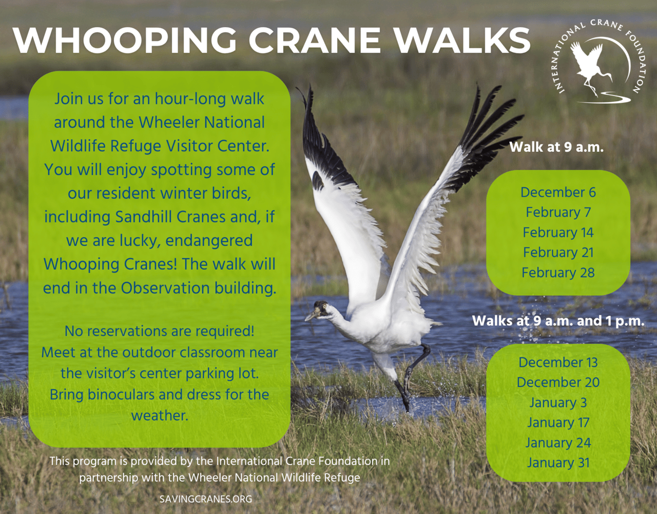 Start 2026 with Nature: Whooping Crane Walks at Wheeler National Wildlife Refuge