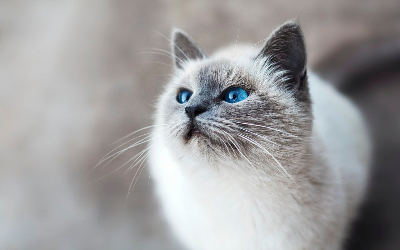Surviving a Move with Your Cat
