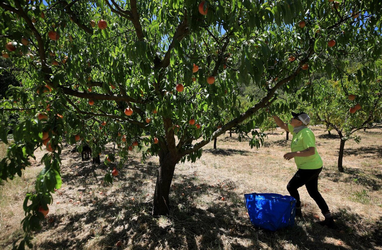 Ideas for Giving Tuesday in Sonoma County