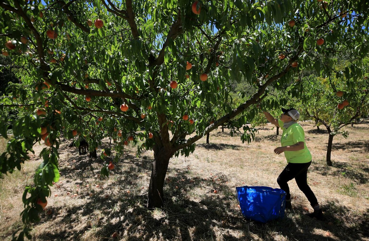 Ideas for Giving Tuesday in Sonoma County