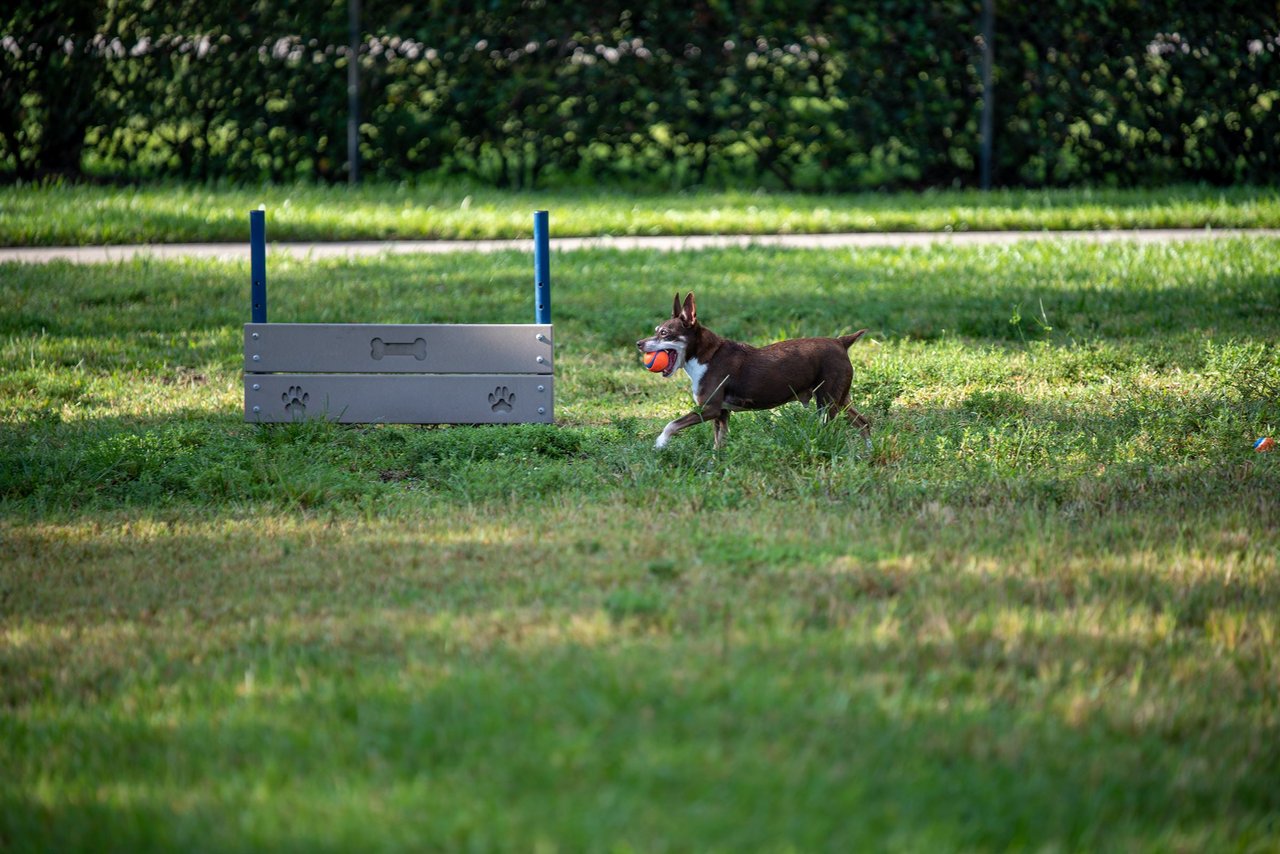 Fun, Dog-Friendly Places Near Parkland