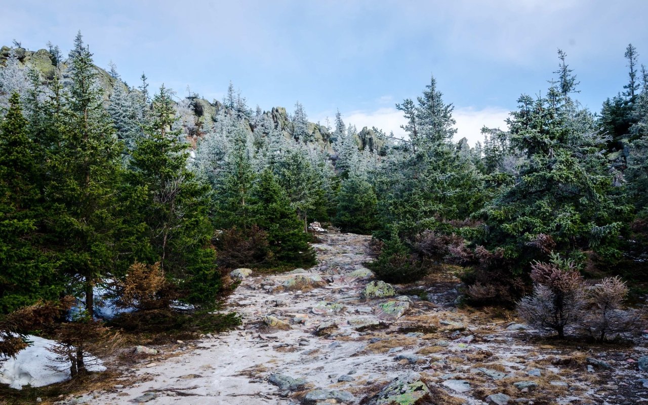 Colorado Bucket List: Cut Down Your Own Holiday Tree