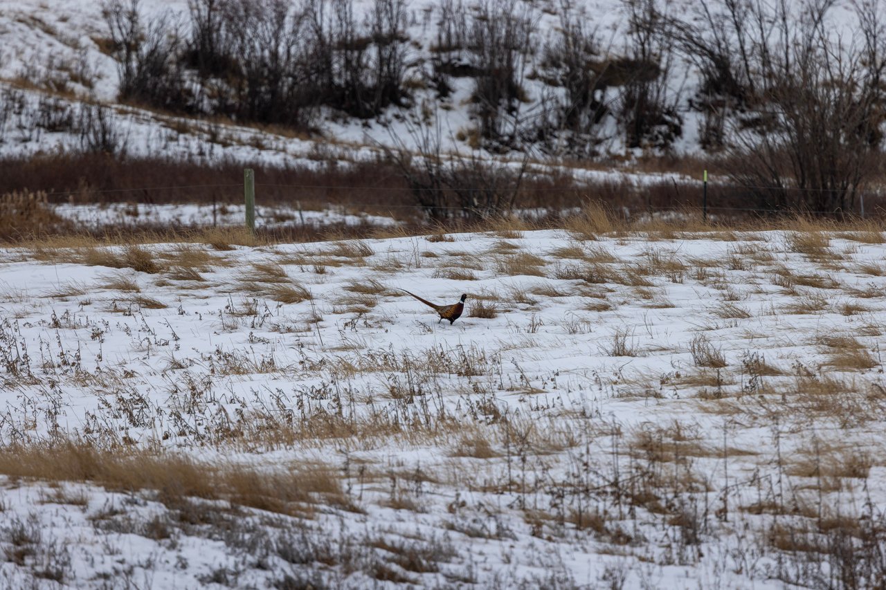 Blood Coulee Ranch