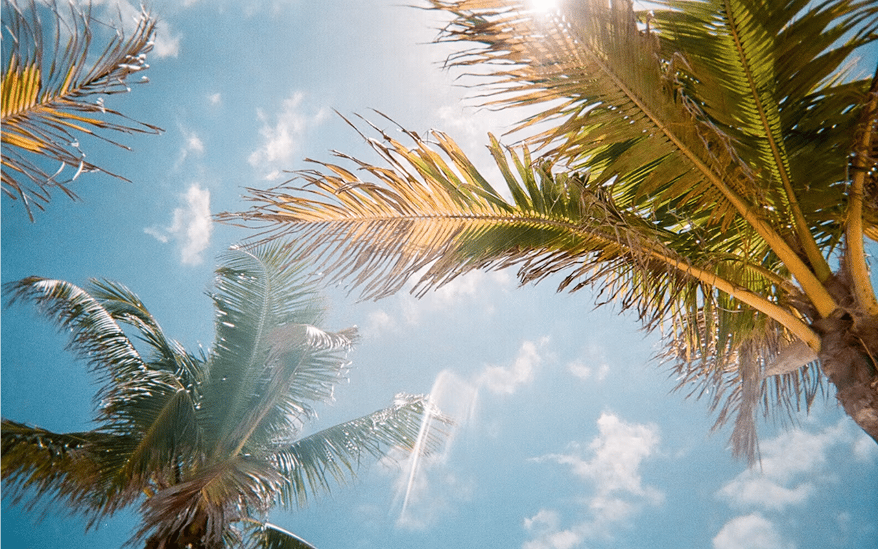 Palm fronds reach across a bright blue sky with scattered clouds.
