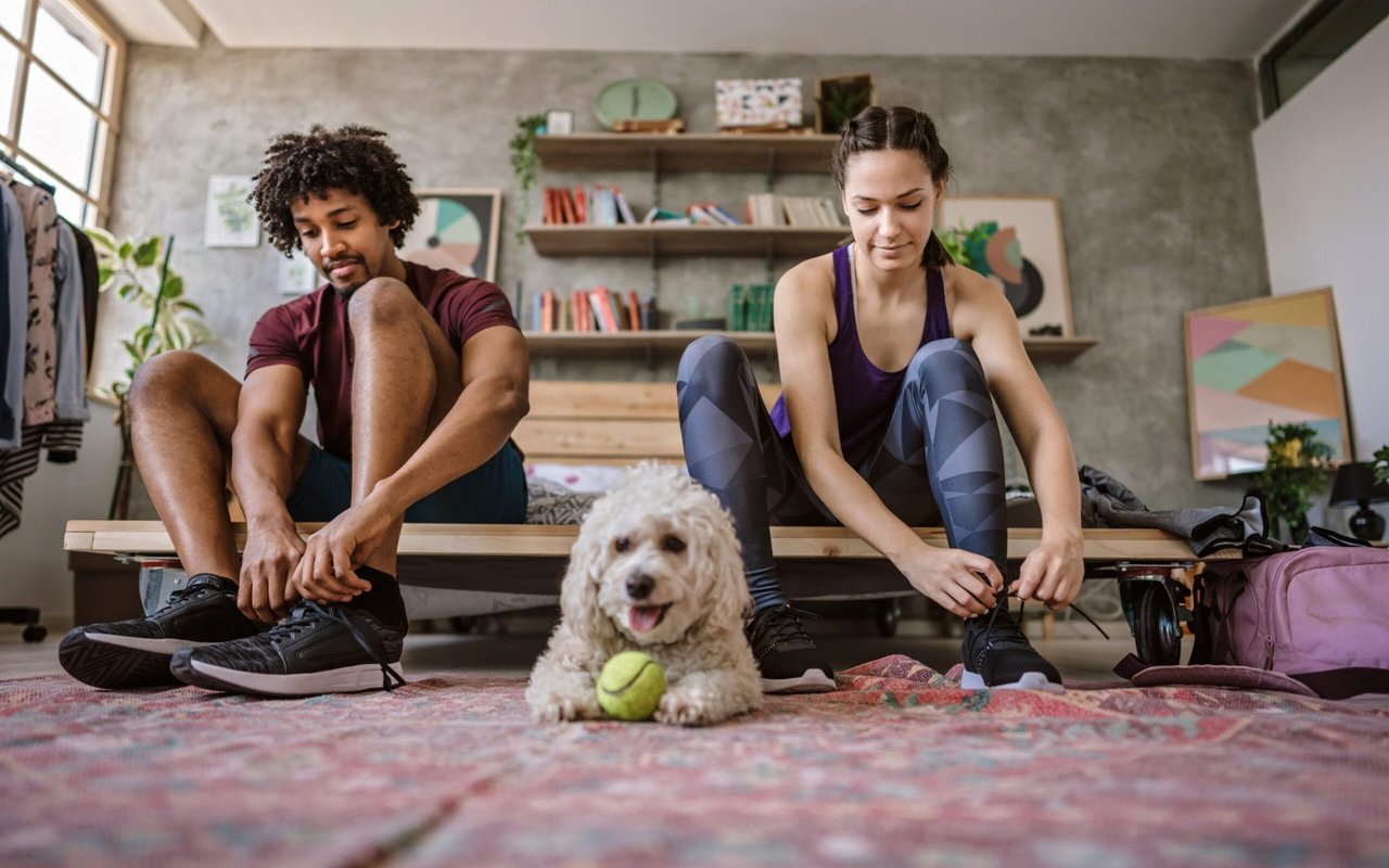 A couple ties their running shoes beside a small white dog holding a tennis ball.