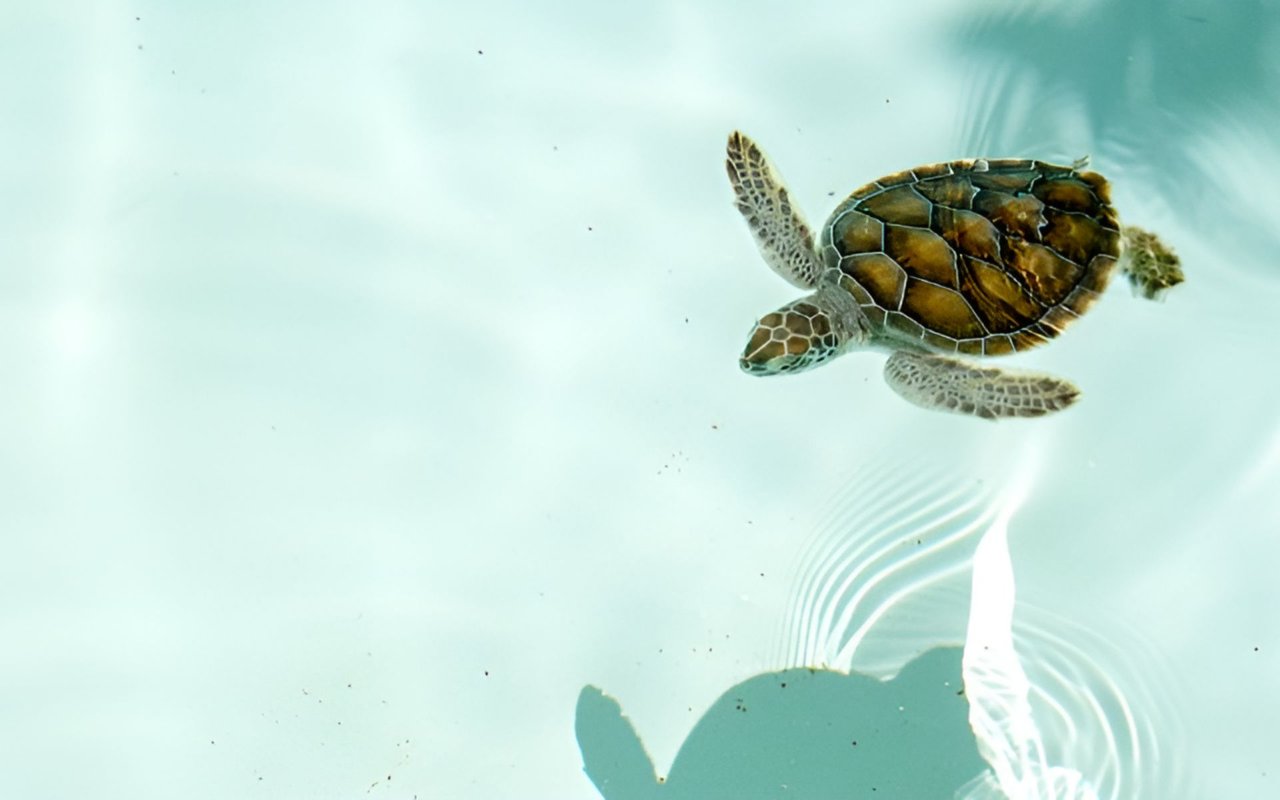 A Guide to World Sea Turtle Day in Pensacola