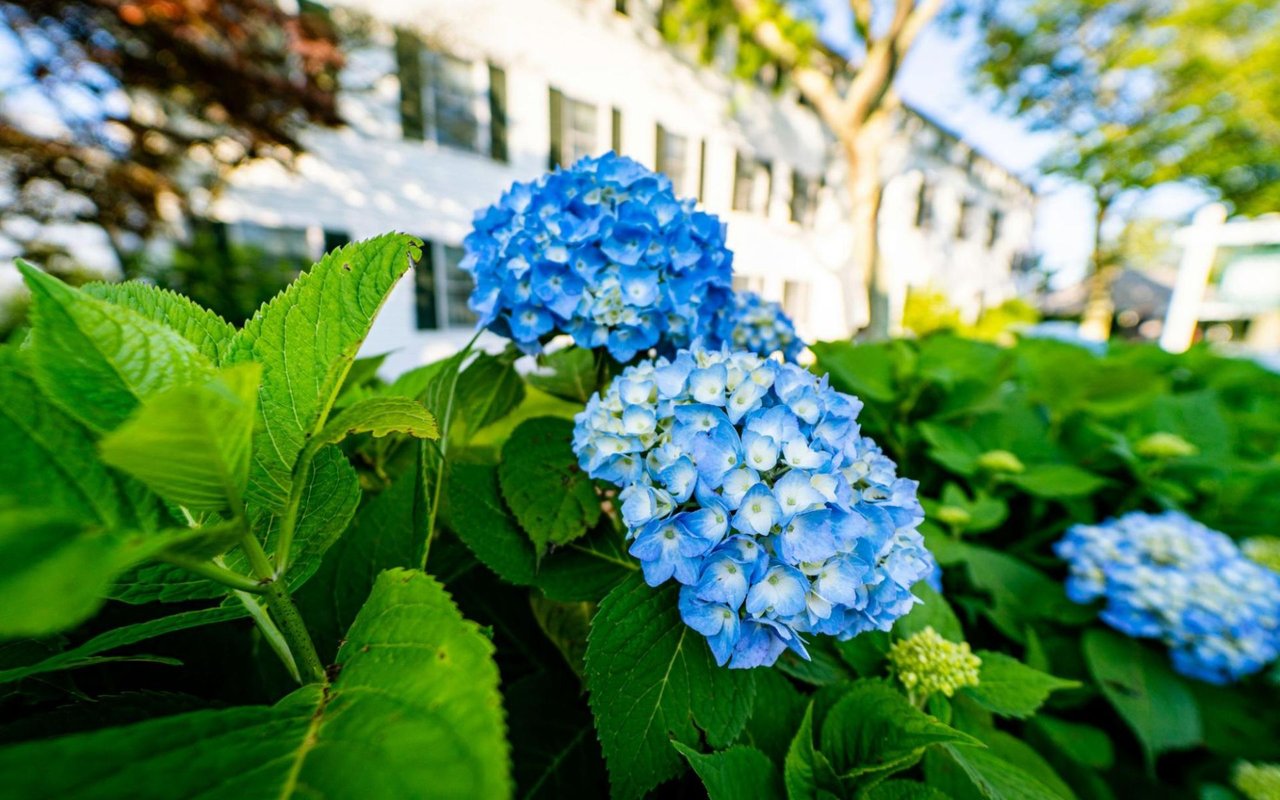 The Role of Landscaping in Boosting Your Home's Aesthetic Appeal