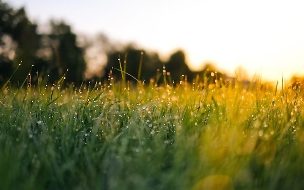 Can I Grow Grass Organically?