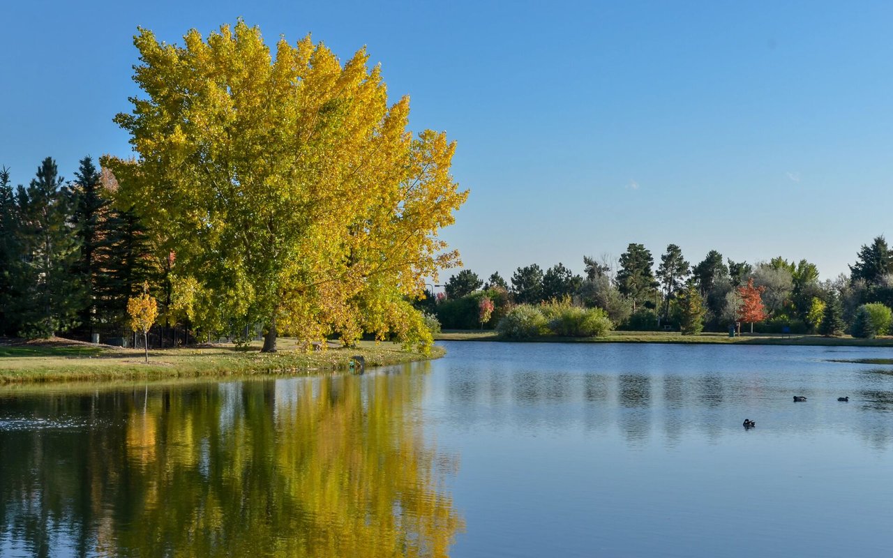 Lone Tree