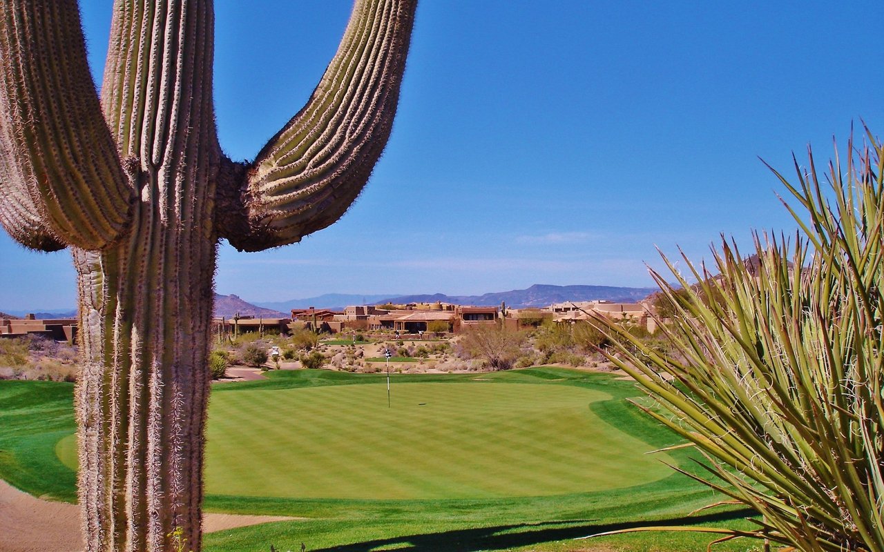 Silverleaf