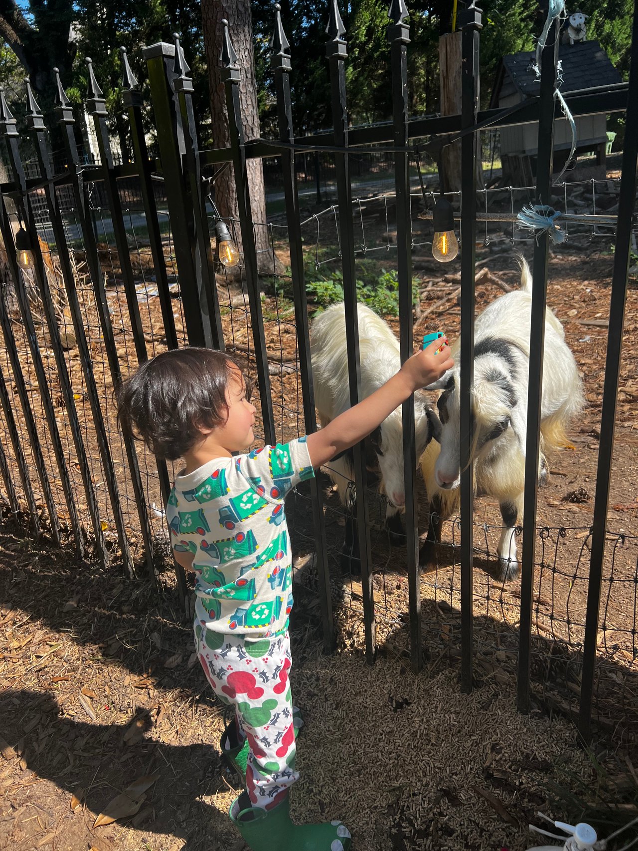 Buckhead Goats: A Unique Charm in the Heart of Atlanta