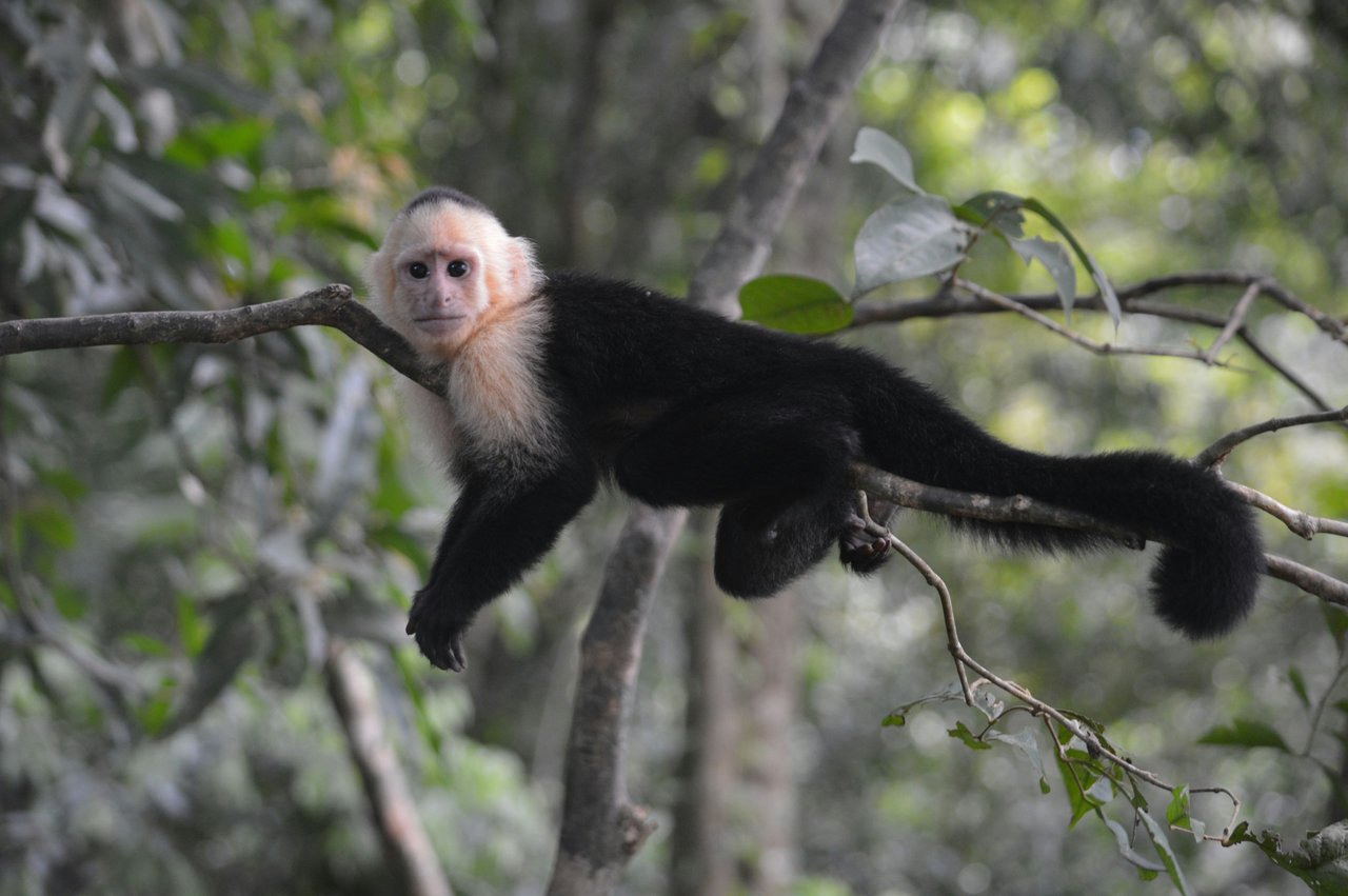Manuel Antonio