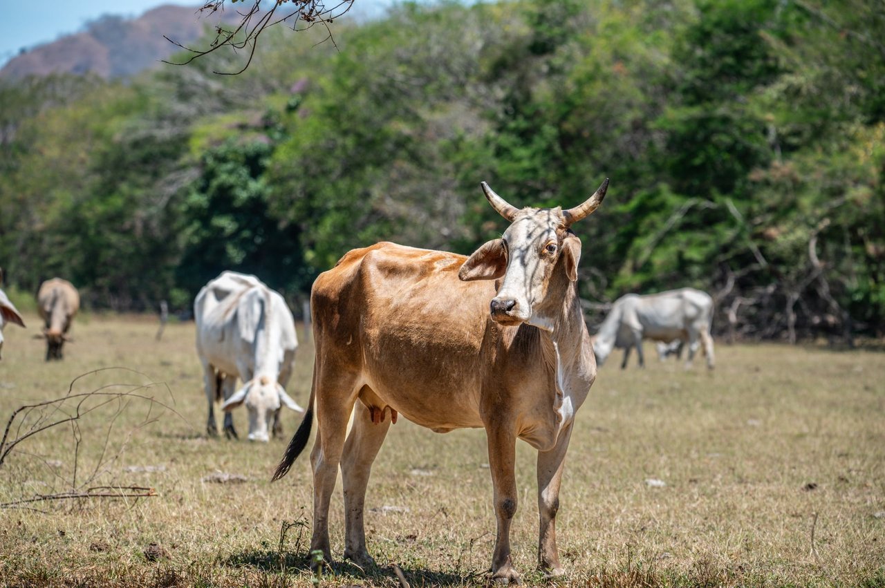 243 Hectares - Large Acreage - Costa Rica Investment Land. 