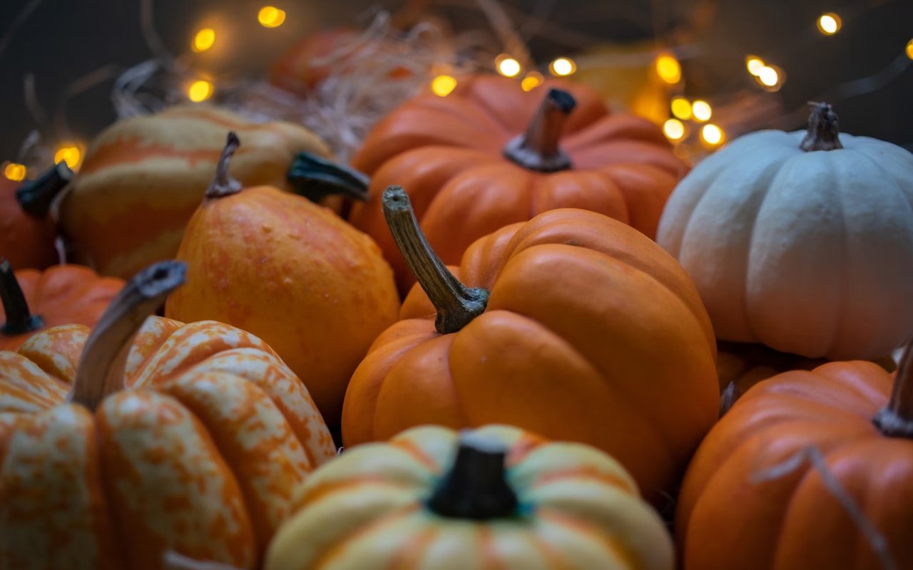 Top Pumpkin Patches in the Denver Area for 2020