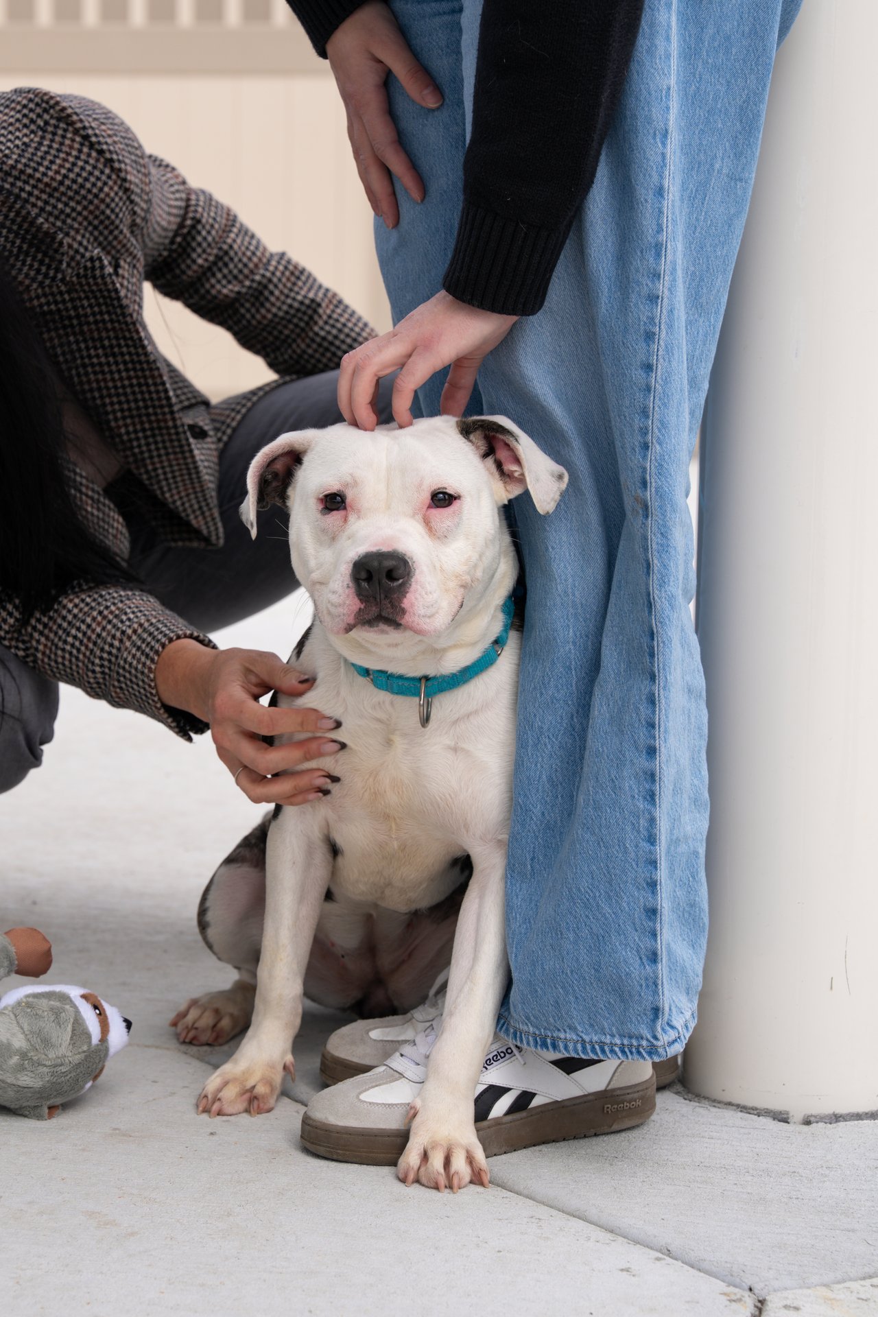 White dog in a turquoise collar being petted by two people