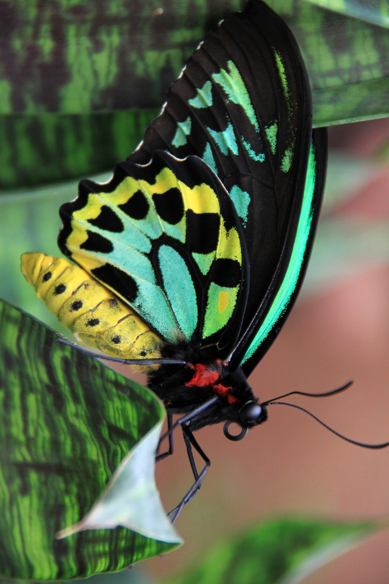Butterfly with black, turquoise, and yellow patterned wings perched against green leaves.