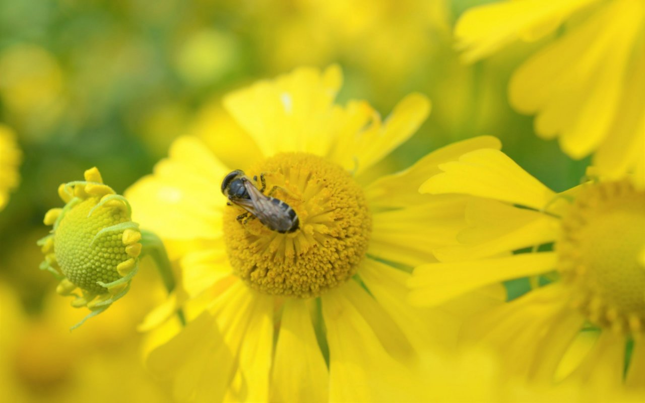 Bee Friendly Gardens