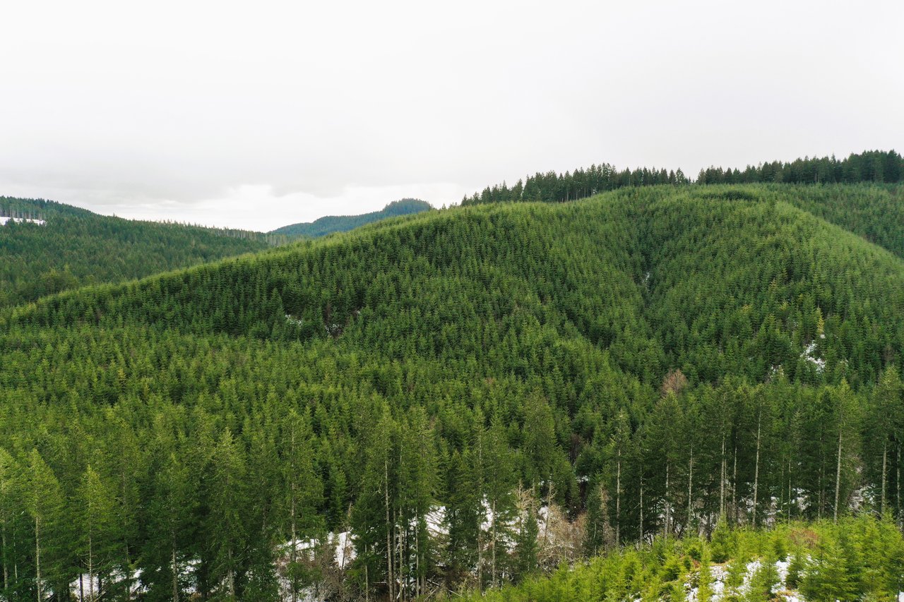 ARC Woods