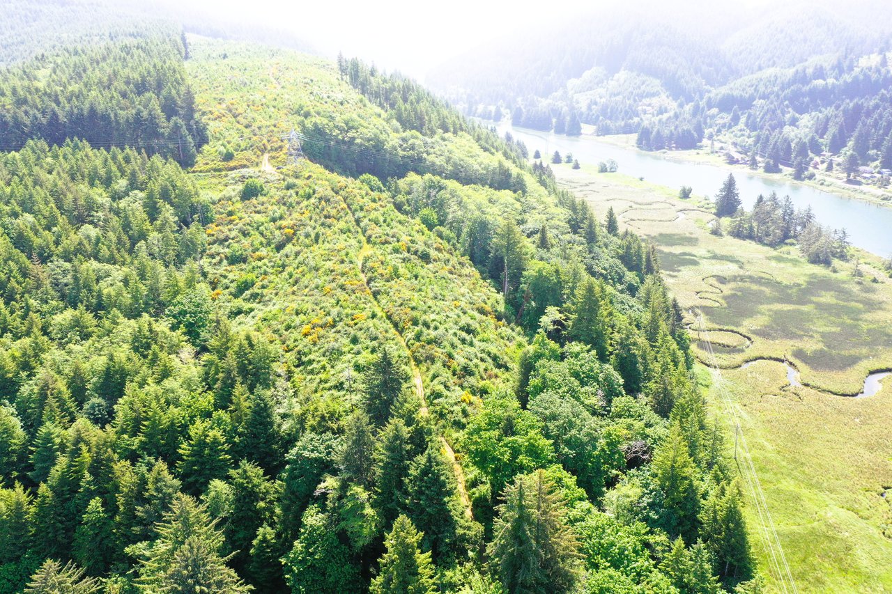 Alsea Estuary Forestland