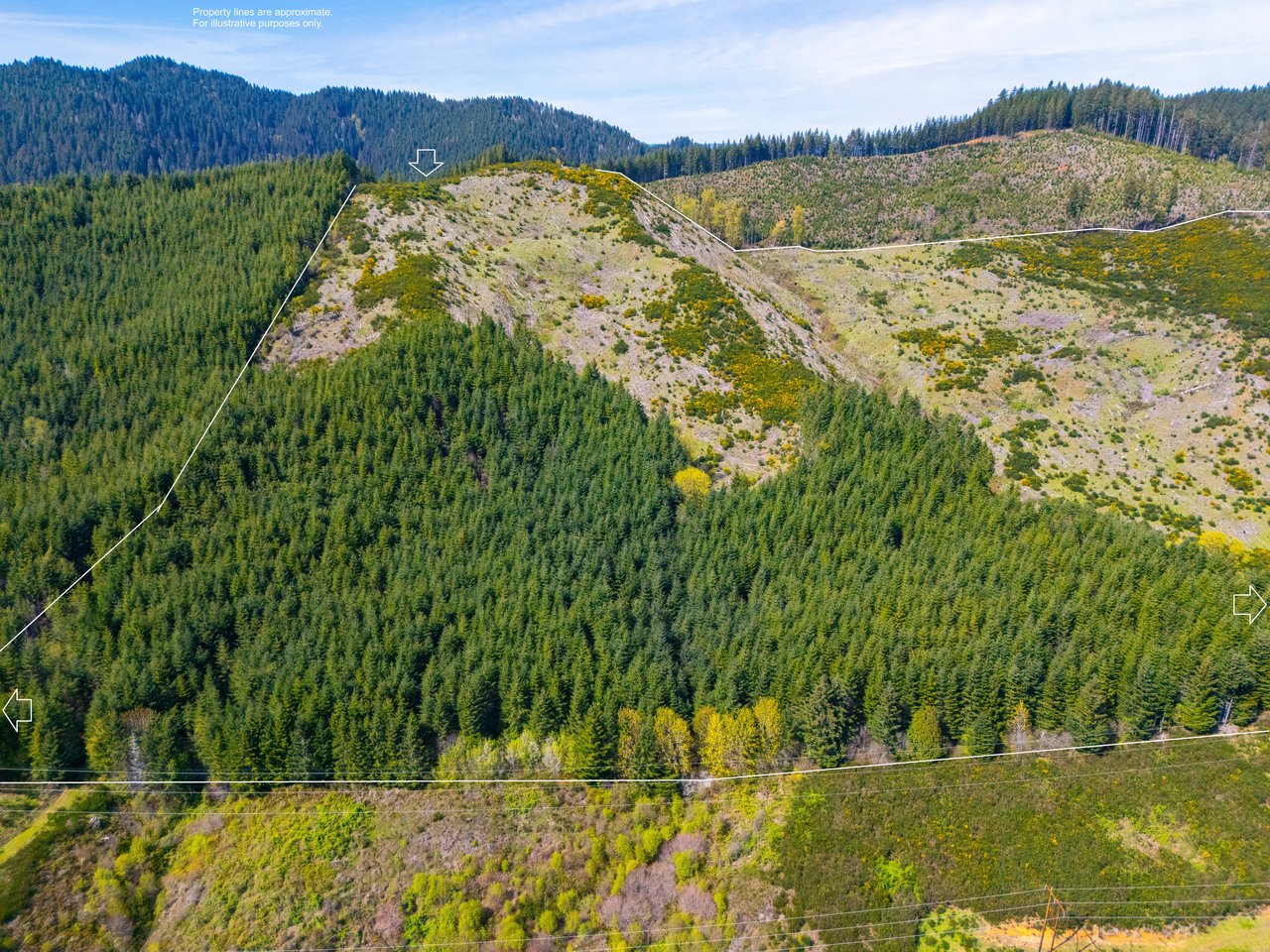 Walton Wild Woods