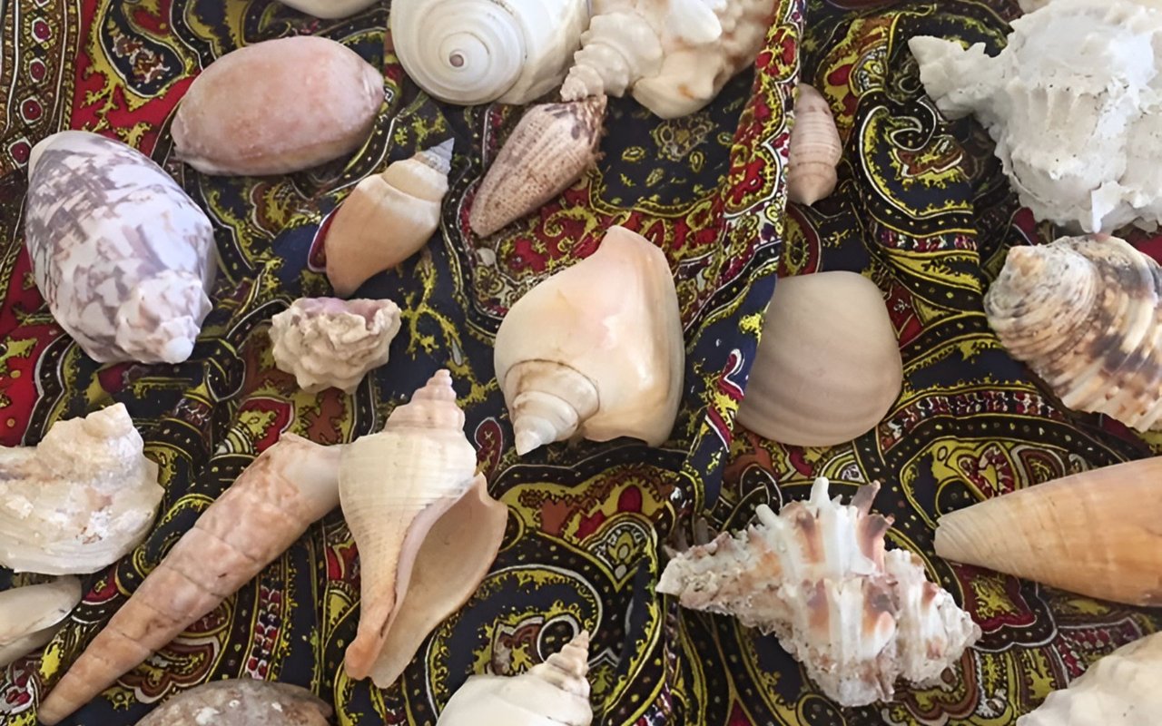 Assorted seashells arranged across ornate red, black, and gold fabric.