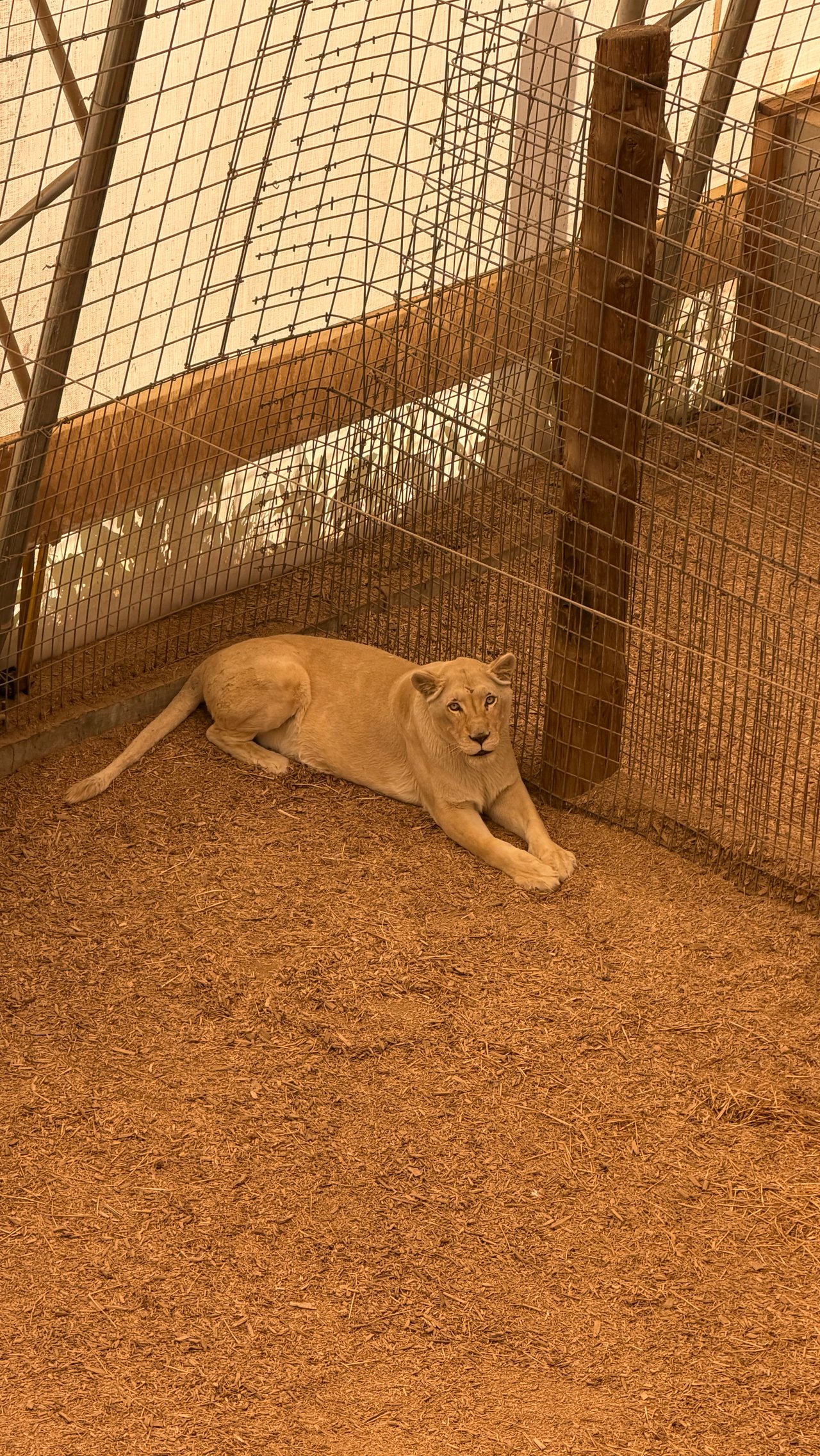 Into the Wild: Monica Breckenridge’s Unforgettable Journey at The Wild Animal Sanctuary Subtitle