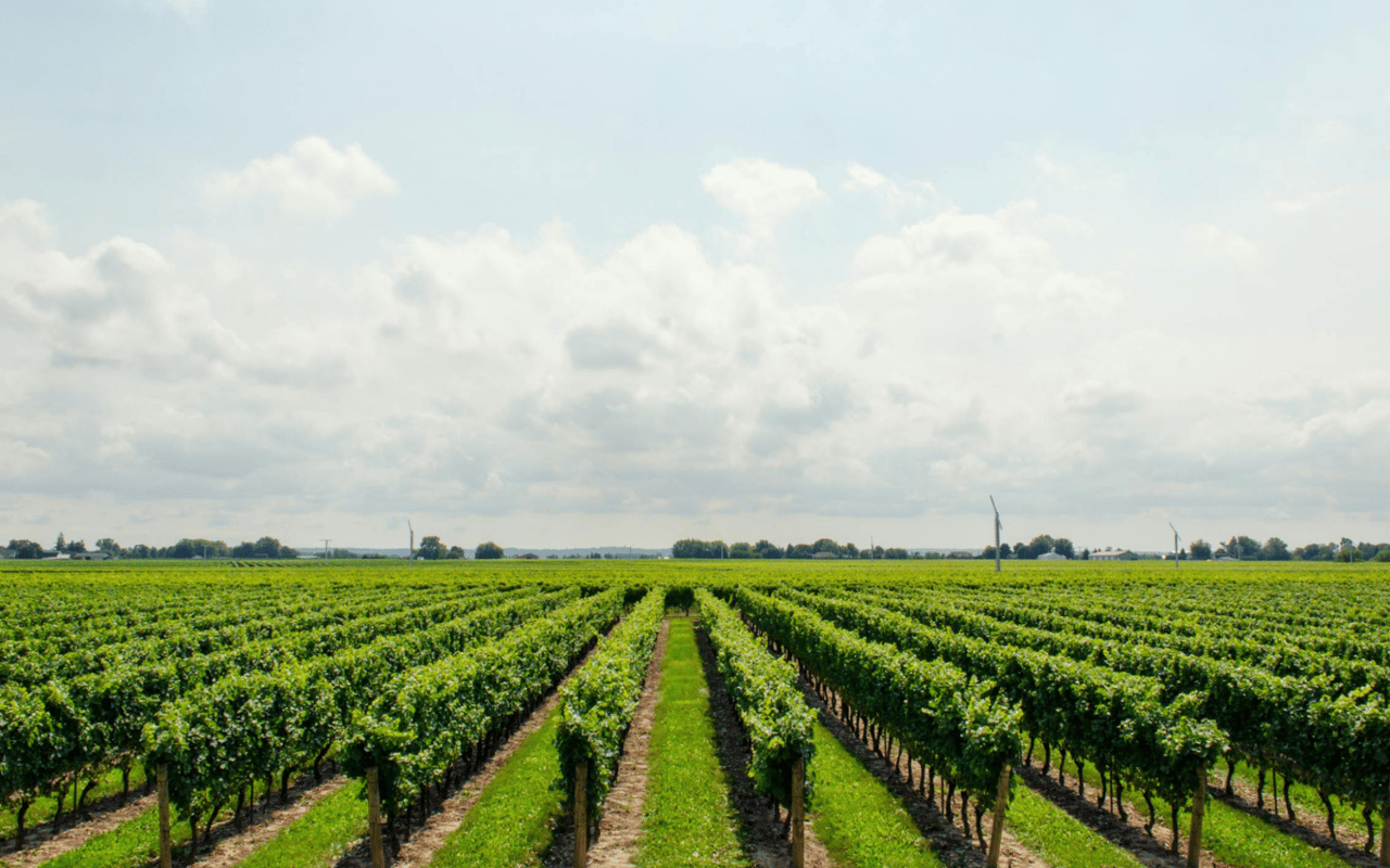 Local Wineries in Ocala FL