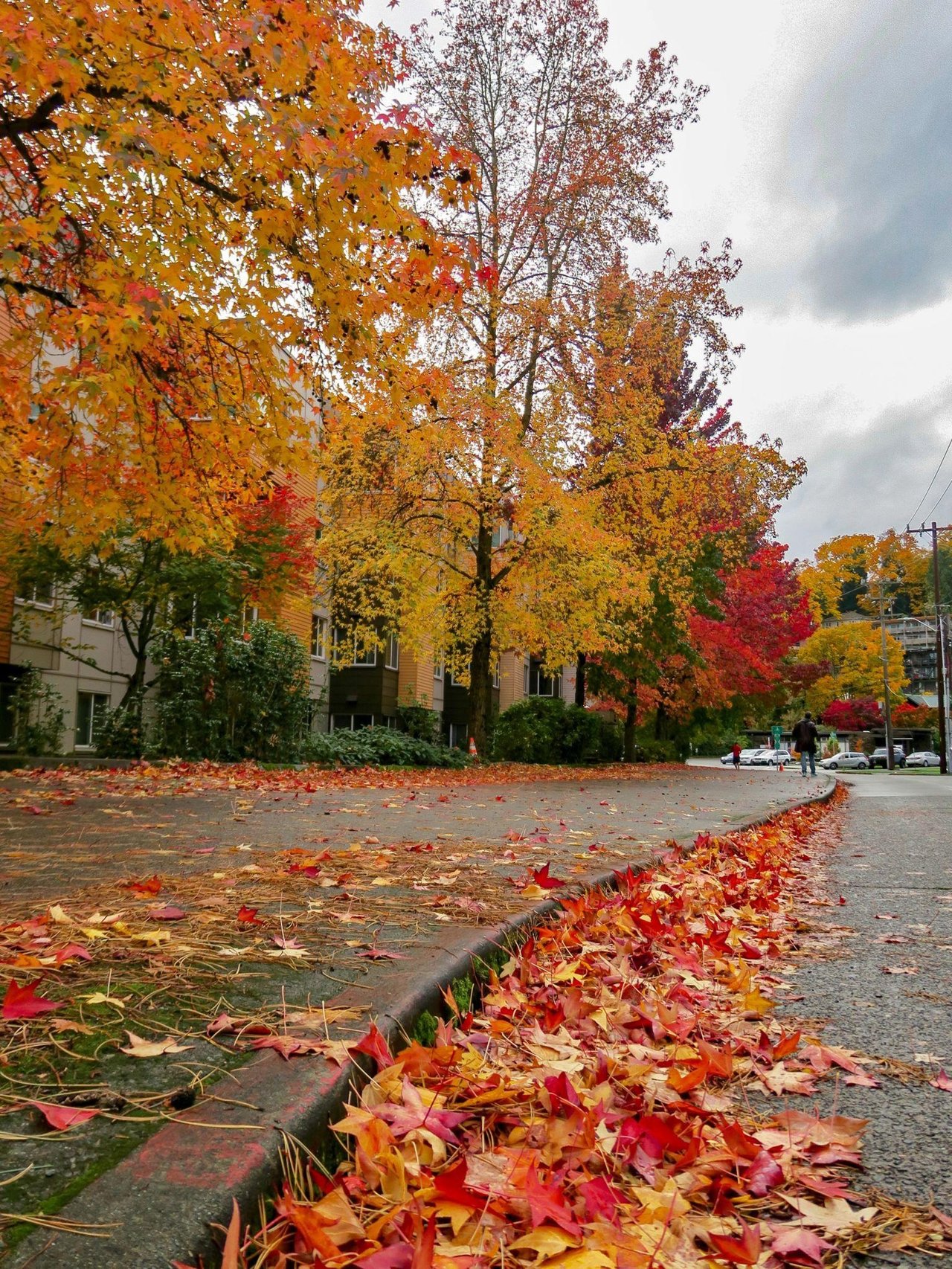 🏡 Why People Fall in Love With Seattle Slowly