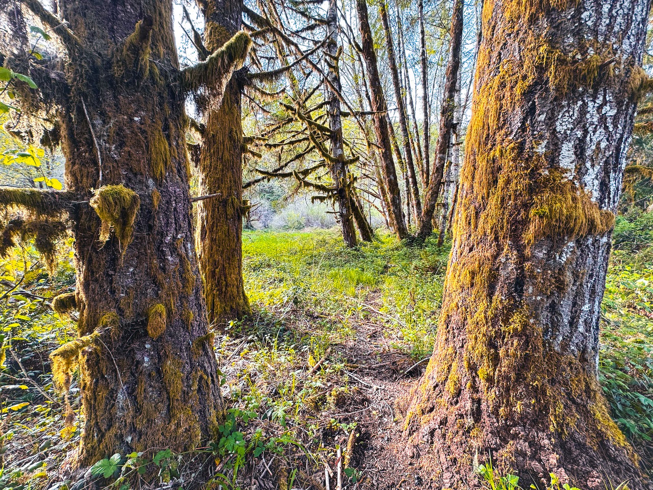 Nelson Mountain Meadows