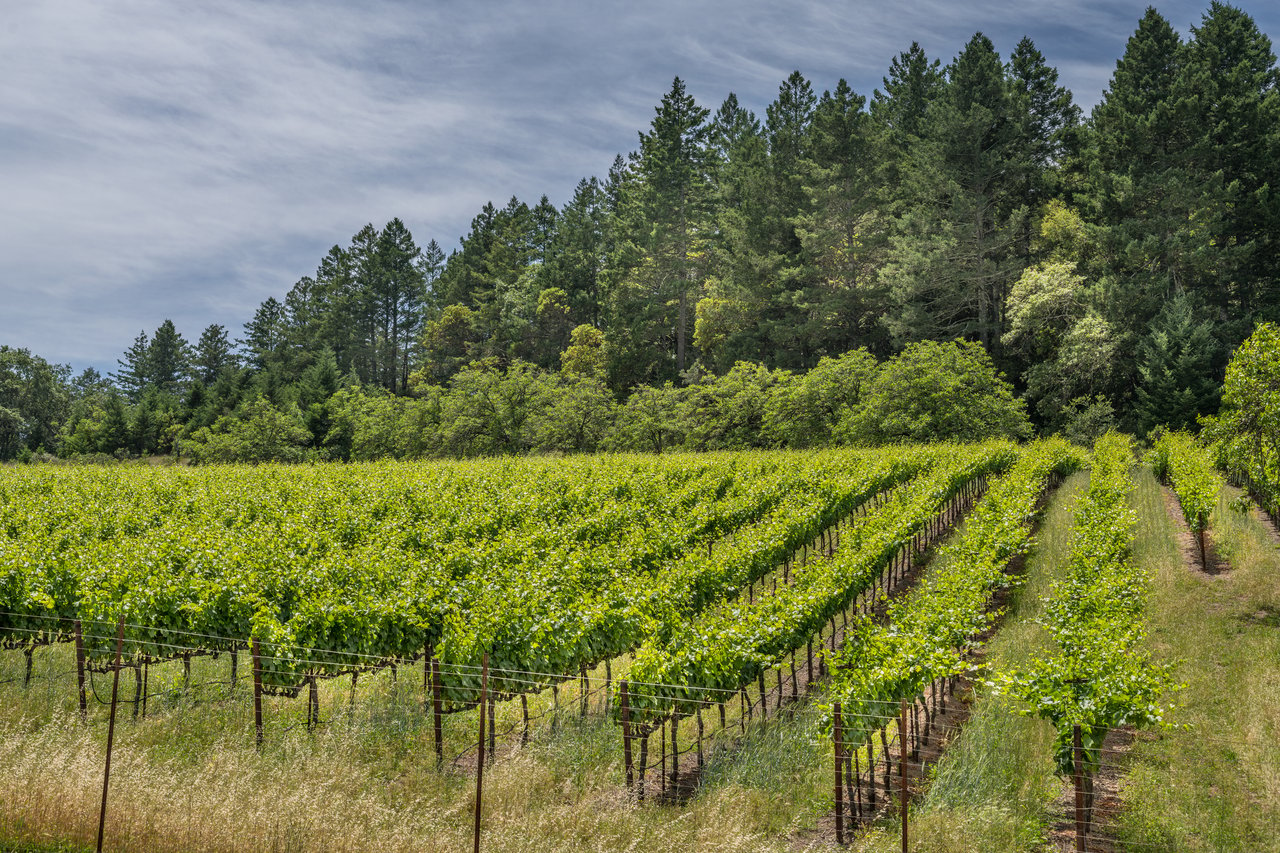 Sharp Road, Calistoga