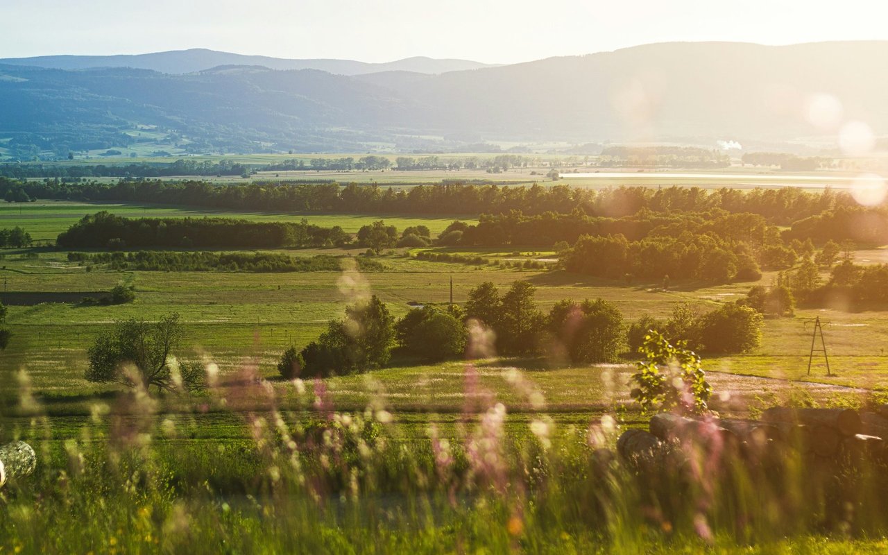 Bridger Lake Meadows