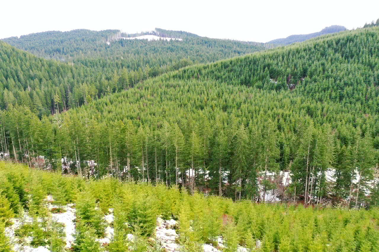 ARC Woods