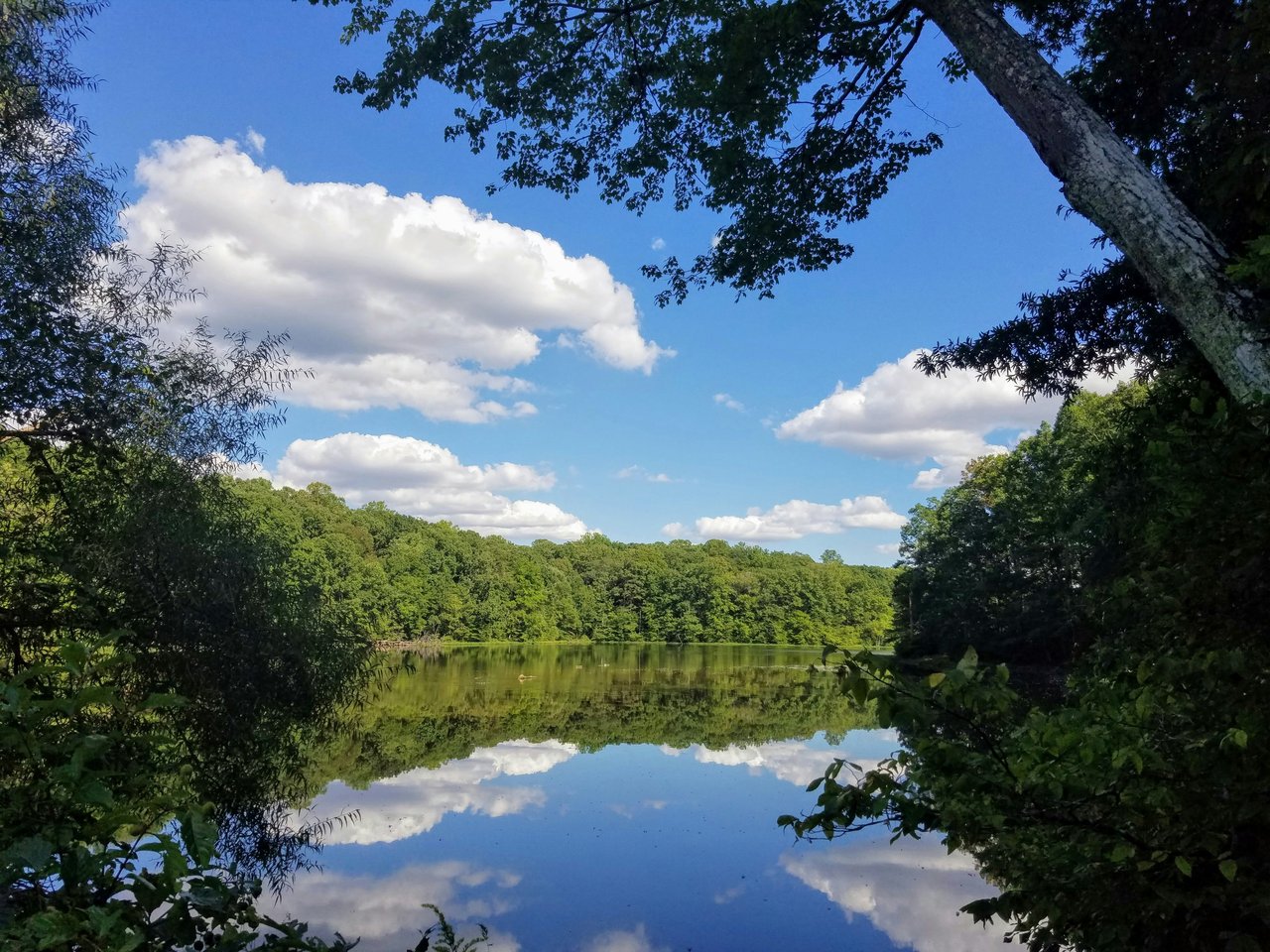 Scenic view of Burke Lake Park in Burke, Virginia, reflecting blue skies and lush green tree canopy