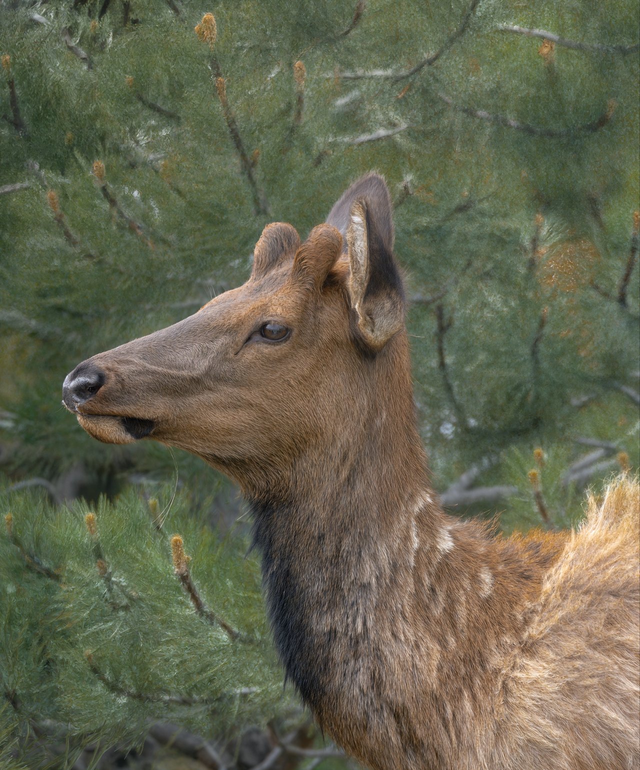 Into the Wild: Discovering Rocky Mountain National Park with Monica