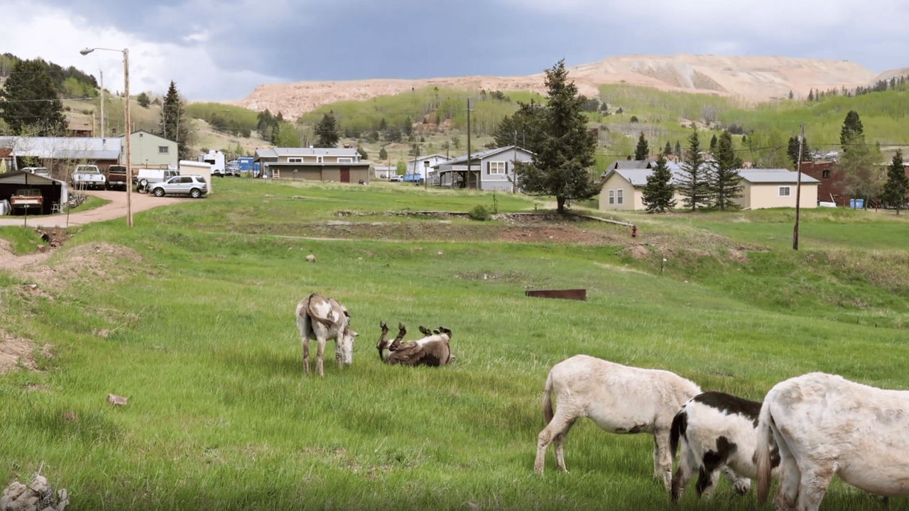 A Colorado Classic: Inside Cripple Creek’s Donkey Derby Days