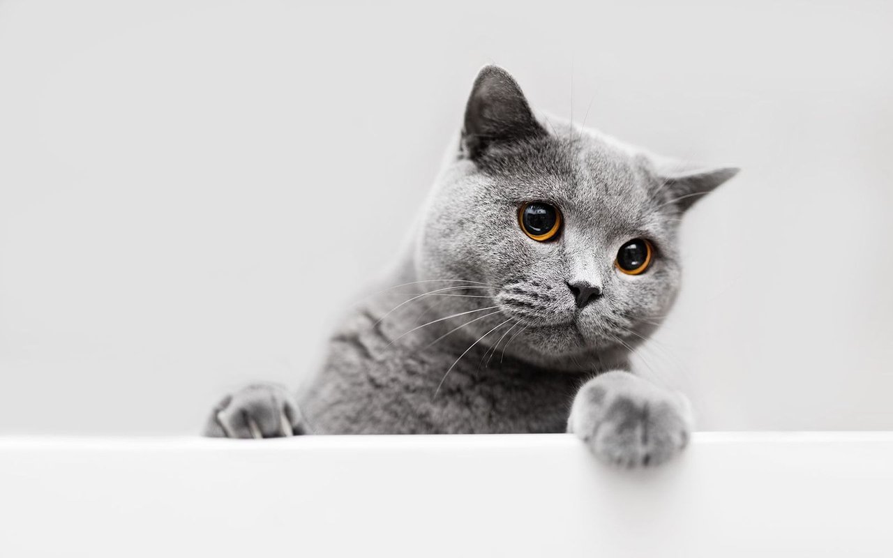 3 Things Your Cat Can Teach You about House Hunting