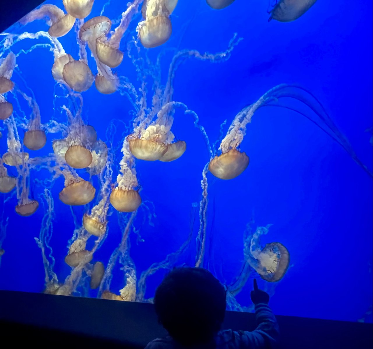 Jellyfish exhibit at the Monterey Bay Aquarium in Monterey, California, with glowing jellyfish floating in a blue ocean display
