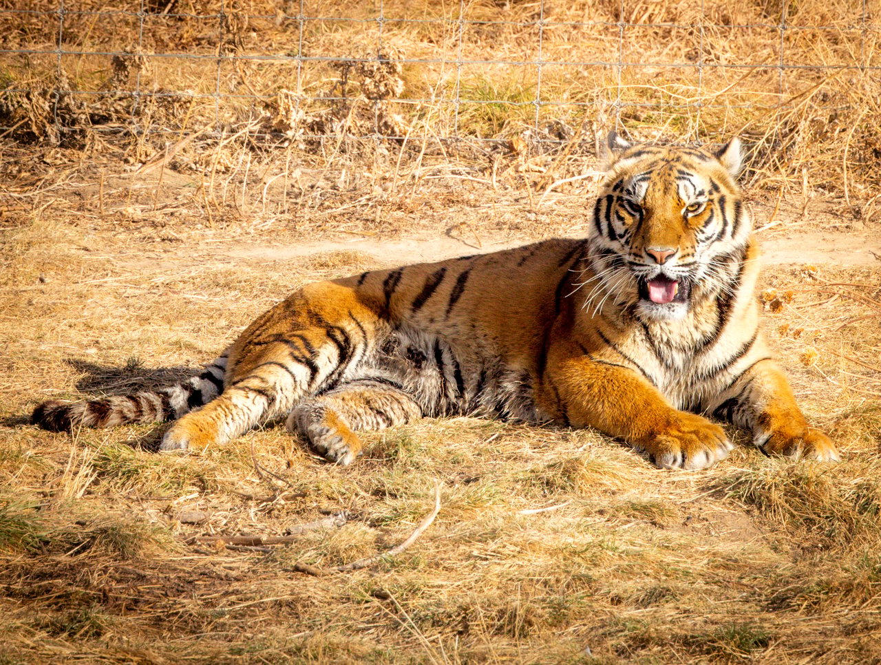 Into the Wild: Monica Breckenridge’s Unforgettable Journey at The Wild Animal Sanctuary Subtitle