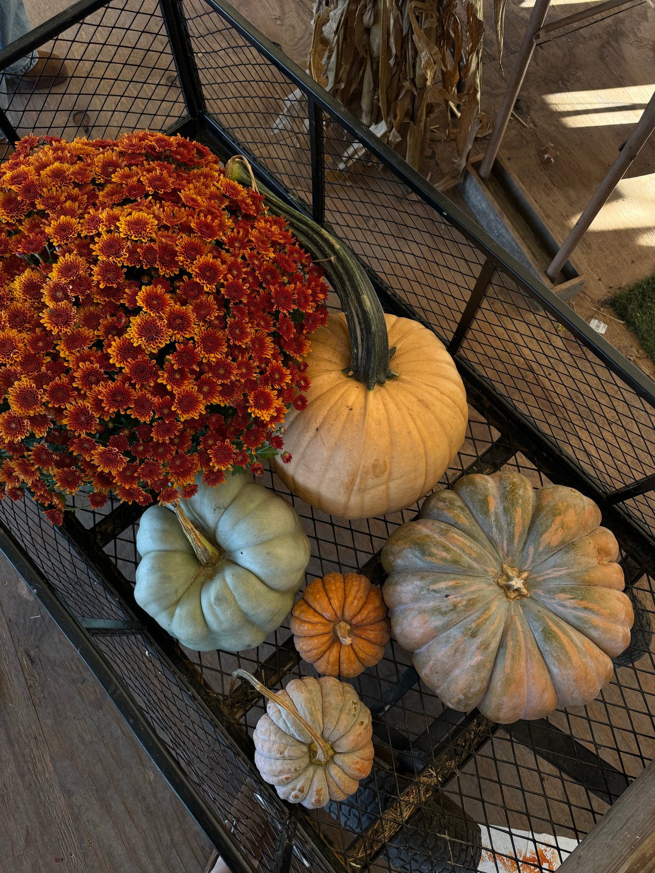 Orange chrysanthemums and assorted pumpkins and gourds fill a market display.