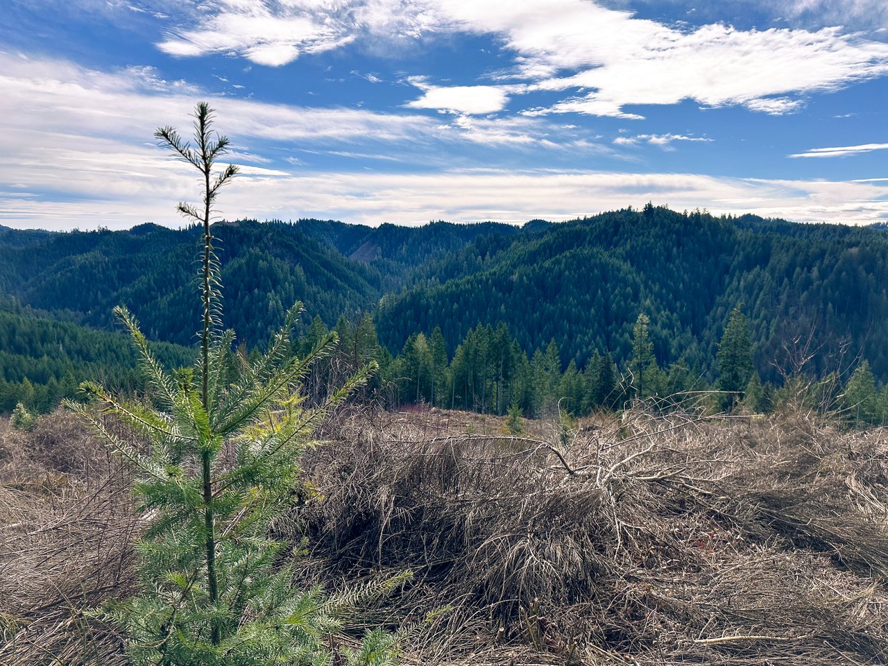 Smith River Back Woods